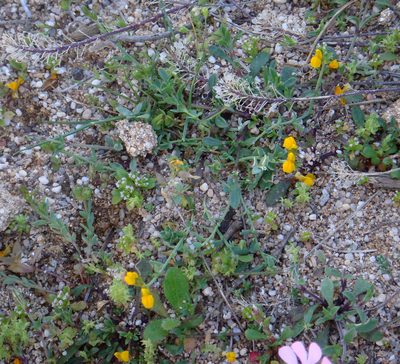 Linaria flava, photographed by Peter de Lange