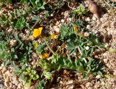 Linaria flava, photographed by Peter de Lange