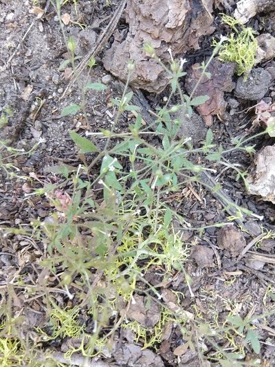 Allophyllum integrifolium, photographed by Quentin Groom