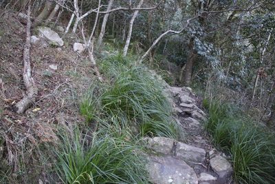 Carex lancea, photographed by Tony Rebelo