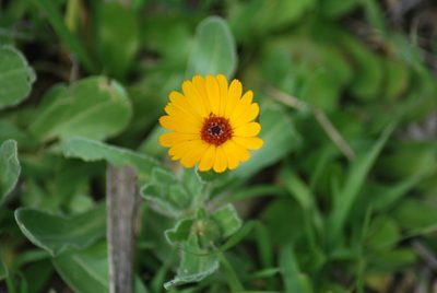 Calendula stellata, photographed by Martin Jung