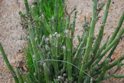 Kleinia anteuphorbium, photographed by Martin Jung