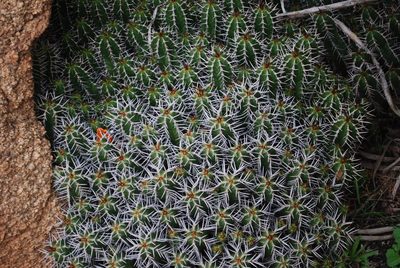 Euphorbia officinarum, photographed by Martin Jung