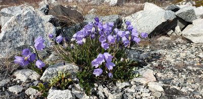 Campanula giesekiana, photographed by Oskar Liset Pryds Hansen