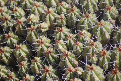 Euphorbia officinarum, photographed by Martin Jung