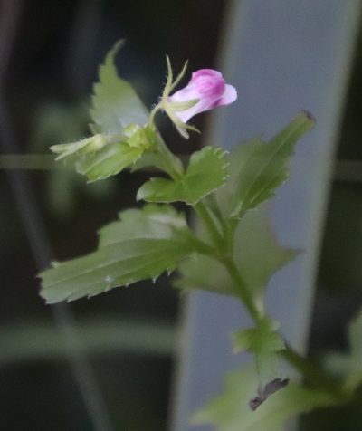 Nemesia macrocarpa, photographed by Tony Rebelo