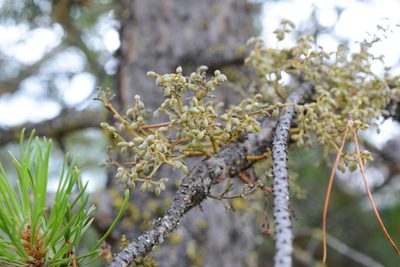 Arceuthobium americanum, photographed by Alison Northup