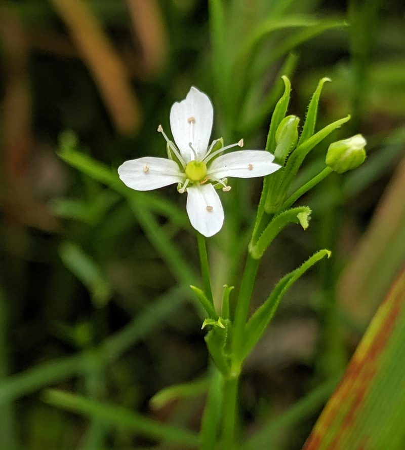 Arenaria paludicola, photographed by Alex Heyman