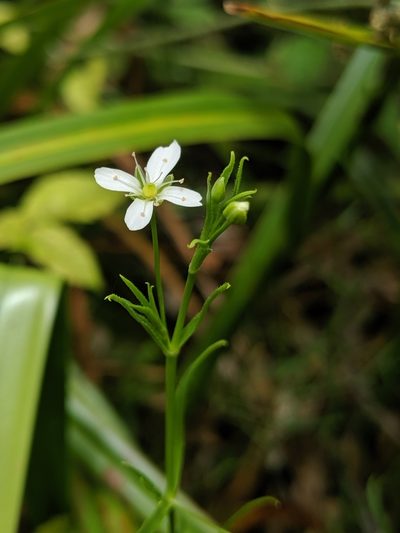 Arenaria paludicola, photographed by Alex Heyman