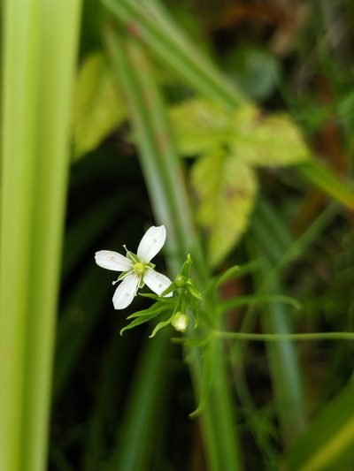 Arenaria paludicola, photographed by Alex Heyman