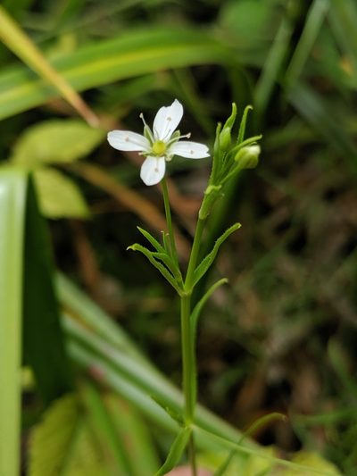 Arenaria paludicola, photographed by Alex Heyman
