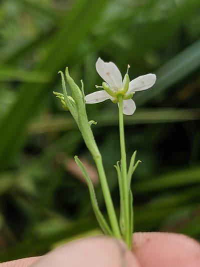 Arenaria paludicola, photographed by Alex Heyman