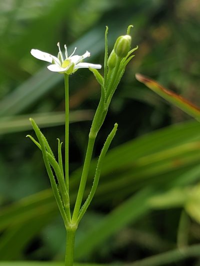 Arenaria paludicola, photographed by Alex Heyman