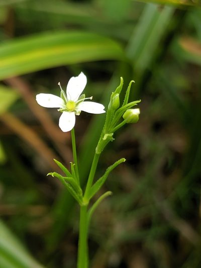 Arenaria paludicola, photographed by Alex Heyman