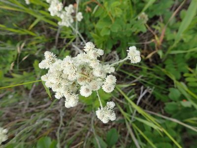 Antennaria anaphaloides, photographed by mfeaver