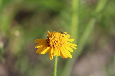 Hybridella globosa, photographed by José Belem Hernández Díaz