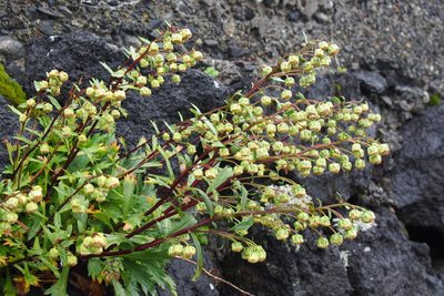 Artemisia pedunculosa, photographed by harum.koh