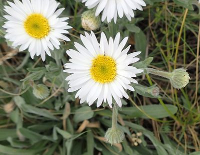 Erigeron caespitosus, photographed by mfeaver