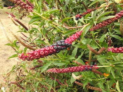 Phytolacca heterotepala, photographed by Rudyard