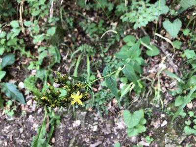 Hypericum montanum, photographed by Pavel Kacl