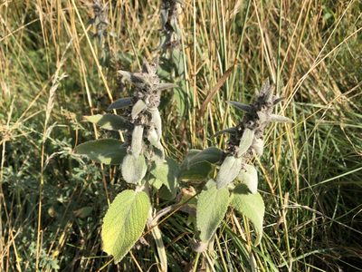Stachys germanica, photographed by Pavel Kacl