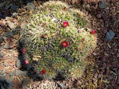 Mammillaria compressa, photographed by Alan Valdés
