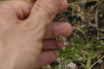 Dalea aurea, photographed by Eric Knight