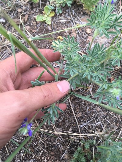 Lupinus kingii, photographed by Trystan Harpold