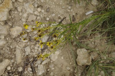 Dysodiopsis tagetoides, photographed by Eric Knight