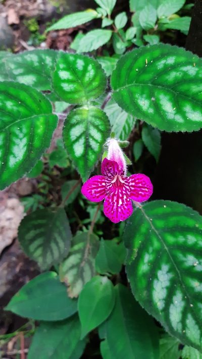 Kohleria amabilis, photographed by DANIEL ALEJANDRO CHICA BOTERO