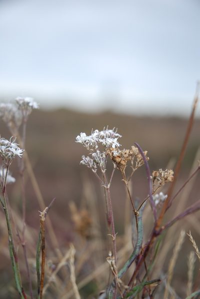 Gypsophila fastigiata, photographed by Quentin Groom