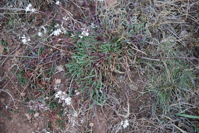 Gypsophila fastigiata, photographed by Quentin Groom