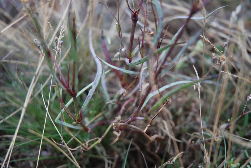 Gypsophila fastigiata, photographed by Quentin Groom