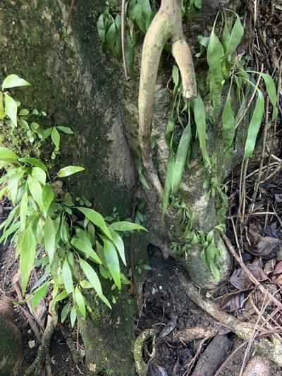 Antrophyum plantagineum, photographed by Jake Gross