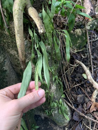 Antrophyum plantagineum, photographed by Jake Gross