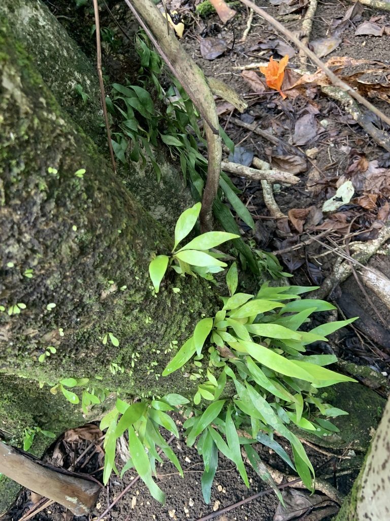 Antrophyum plantagineum, photographed by Jake Gross