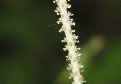 Peperomia barbarana, photographed by Étienne Lacroix-Carignan