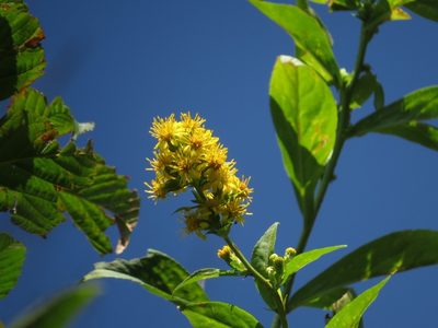 Solidago glomerata, photographed by Evan M. Raskin