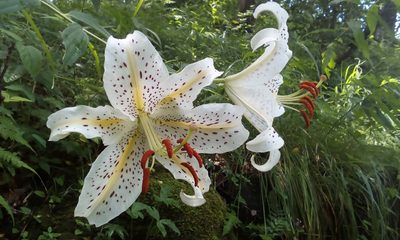 Lilium auratum, photographed by Takashi KOIKE