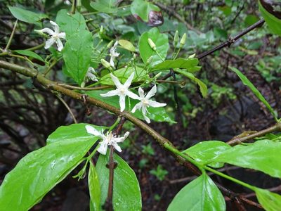 Wrightia tinctoria, photographed by Manoj Karingamadathil