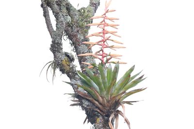 Tillandsia fendleri, photographed by Steven Bodzin