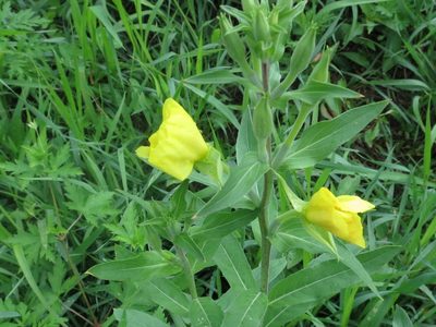 Oenothera villosa, photographed by Repina Tatyana