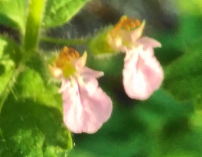 Teucrium scordium, photographed by Yves Bas