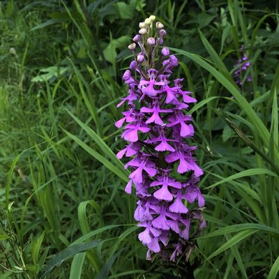 Platanthera peramoena, photographed by Christopher Zacharias