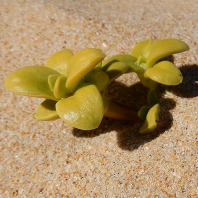 Phylohydrax carnosa, photographed by Henry de Lange