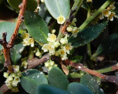 Robsonodendron maritimum, photographed by Henry de Lange