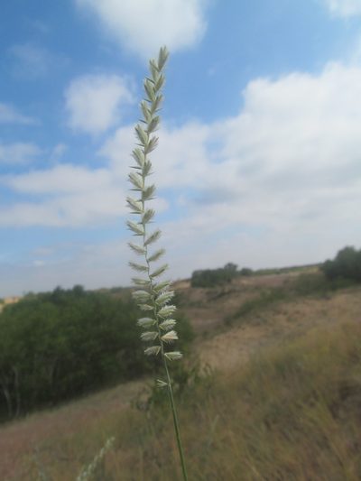 Agropyron dasyanthum, photographed by Valerii Darmostuk