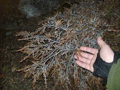 Dracophyllum densum, photographed by Brett Sandford