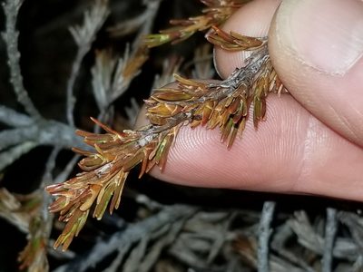Dracophyllum densum, photographed by Brett Sandford