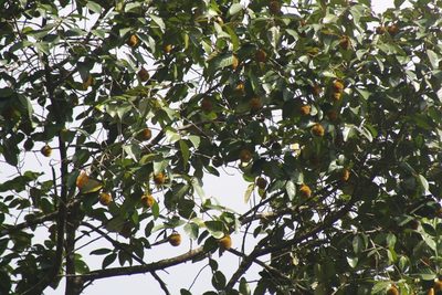 Artocarpus hirsutus, photographed by Manoj Karingamadathil